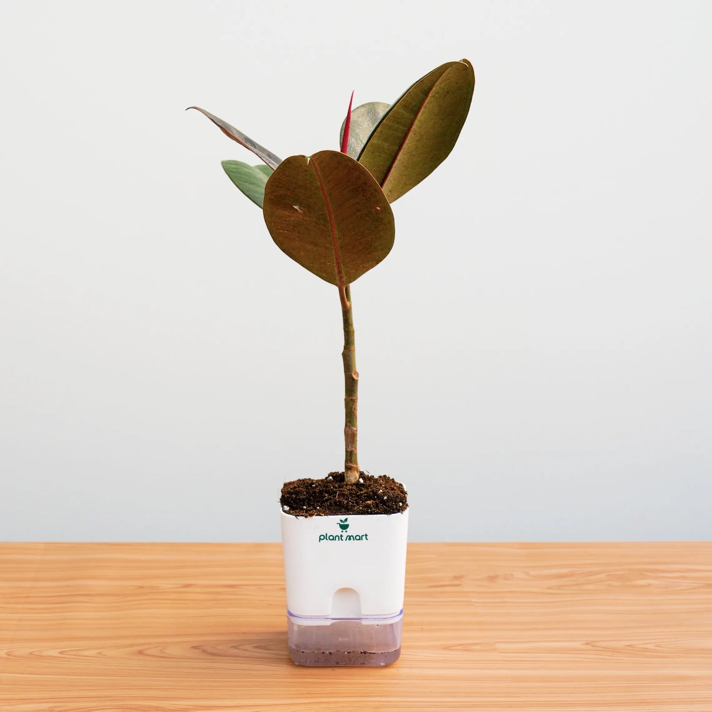 Small potted plant with a white label on a wooden surface and light gray background