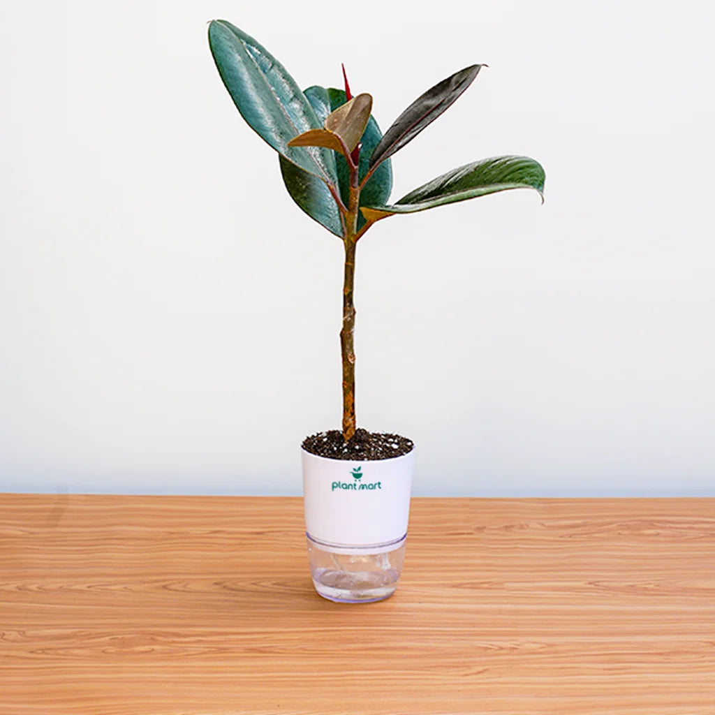 Potted plant with a white container on a wooden surface