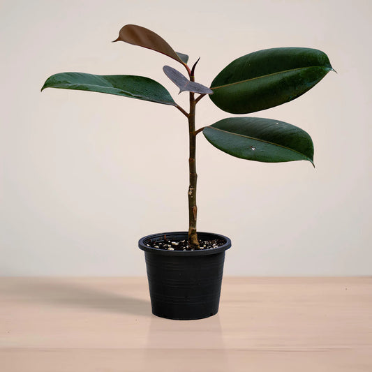 Potted plant with large green leaves on a neutral background