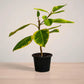 Potted plant with green leaves on a neutral background
