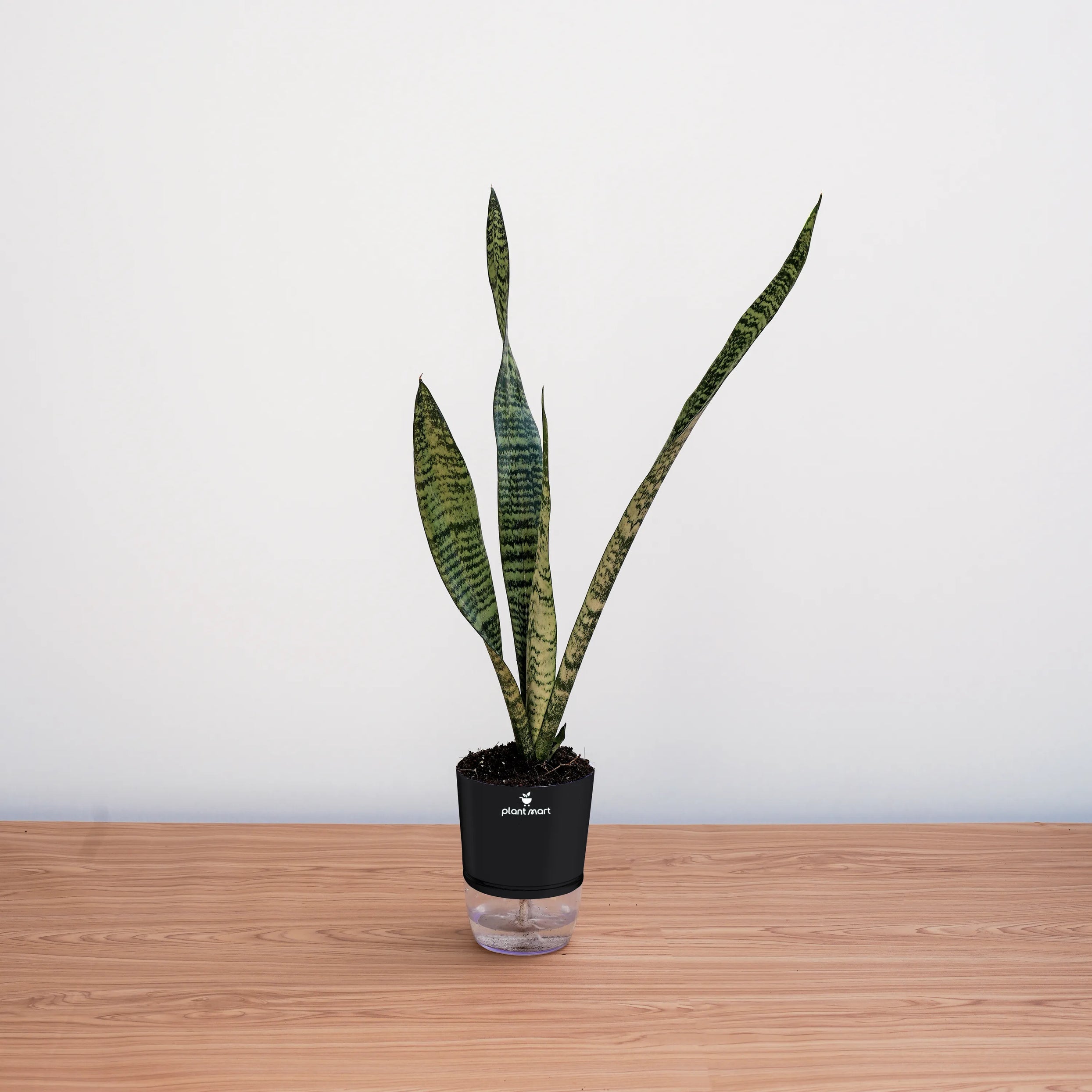 image of a snake plant Snake Plant Sansevieria – Top Indoor Air Purifying Plant – PlantMart.pk