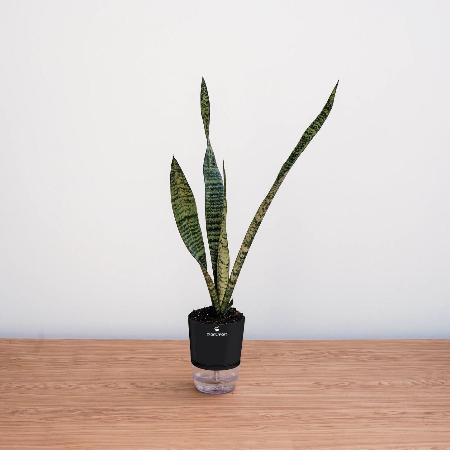 Potted snake plant on a wooden surface with a white background