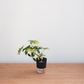 Small potted plant with a black sleeve on a wooden surface against a light gray background