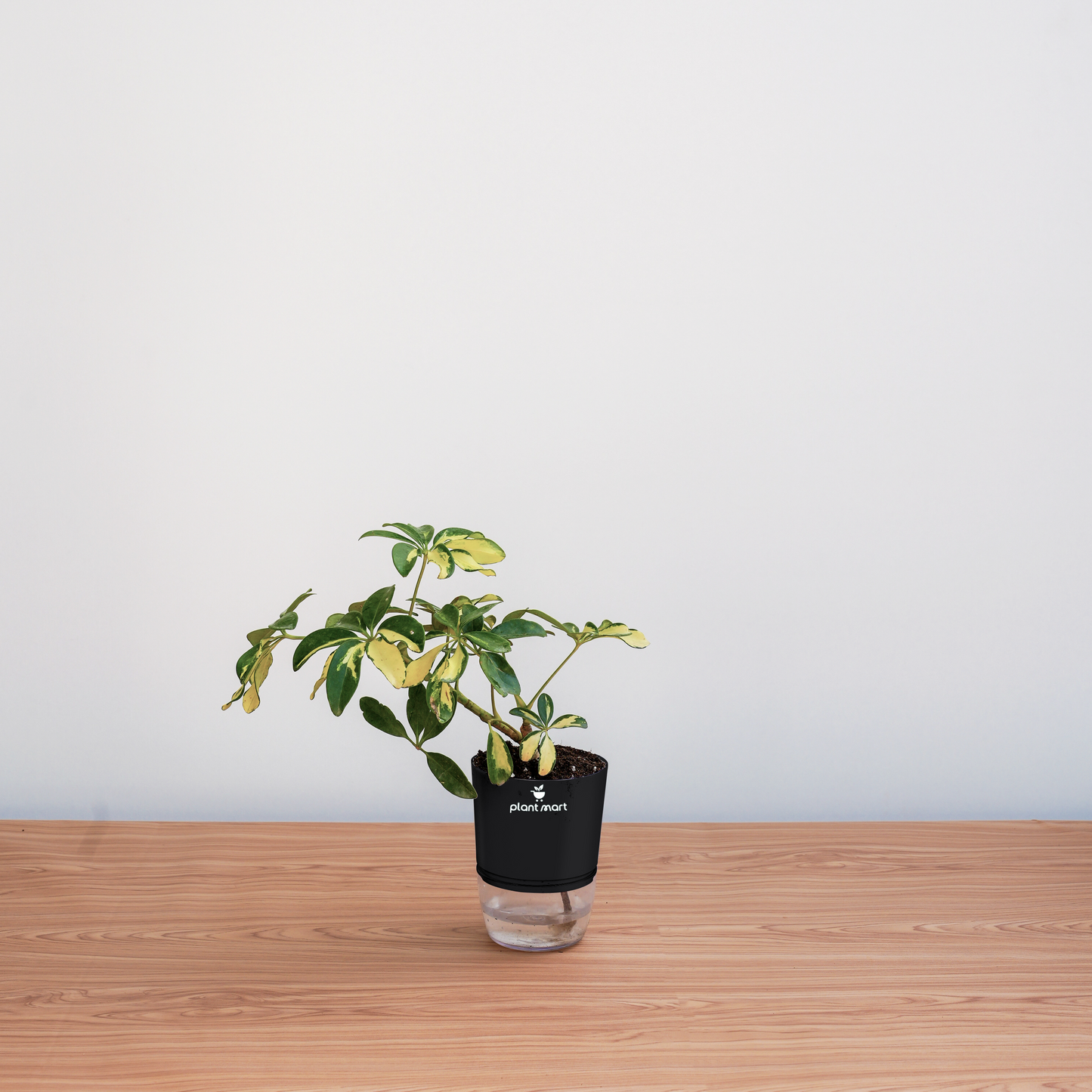 Small potted plant with a black sleeve on a wooden surface against a light gray background