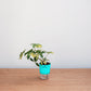 Small potted plant in a clear pot with a blue sleeve on a wooden surface against a light gray background