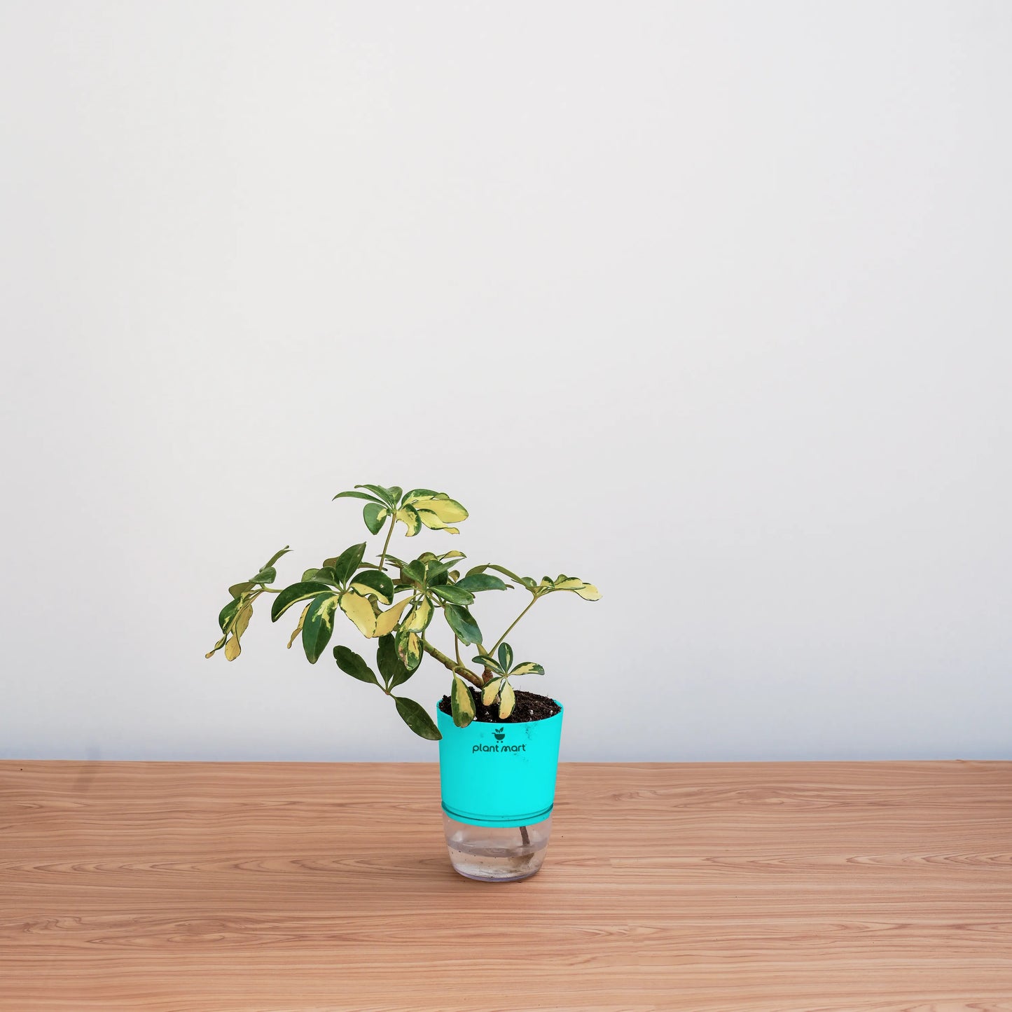 Small potted plant in a clear pot with a blue sleeve on a wooden surface against a light gray background