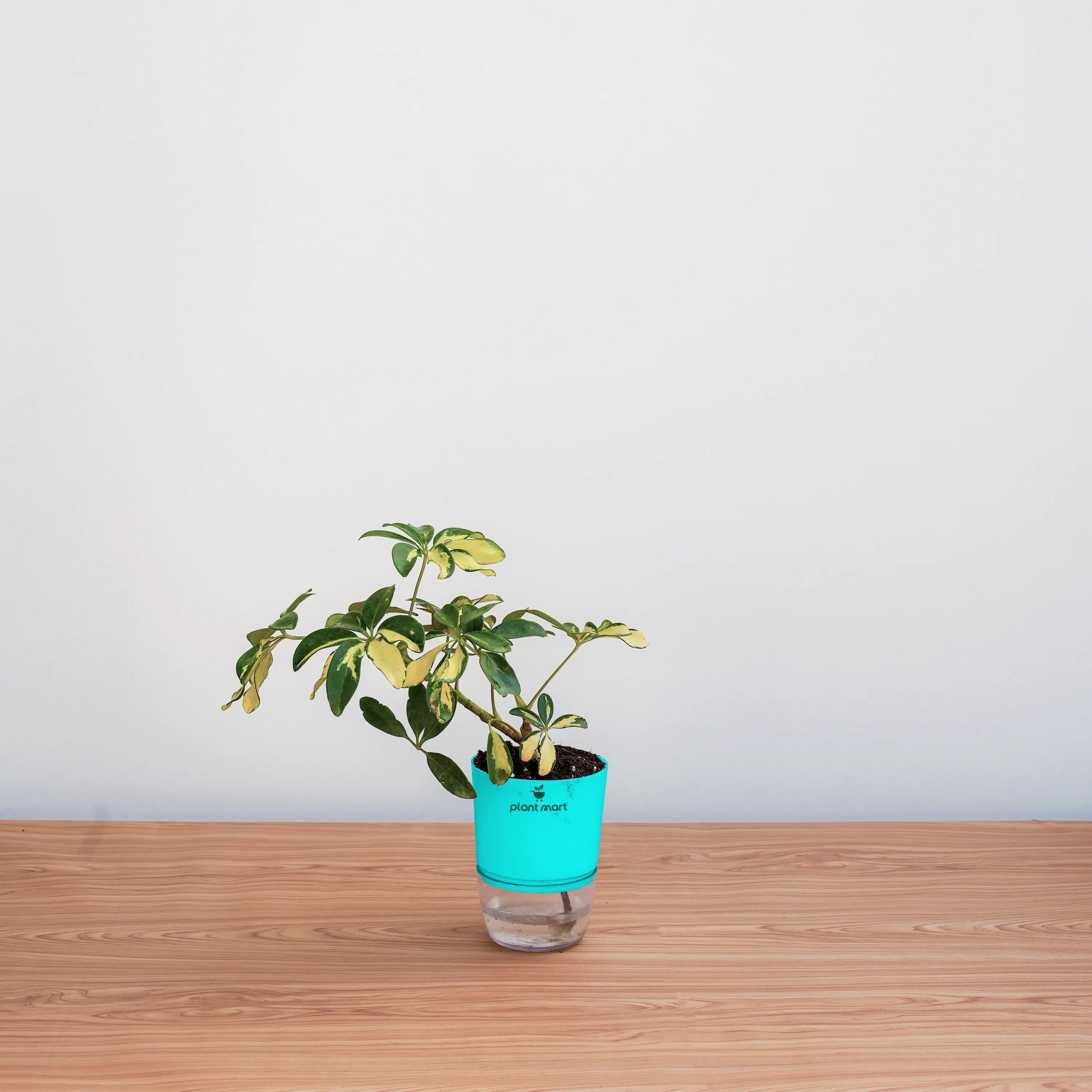 Small potted plant in a clear pot with a blue sleeve on a wooden surface against a light gray background