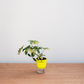 Small potted plant in a clear container with a yellow label on a wooden surface.