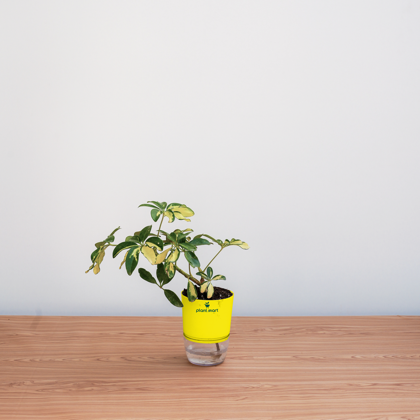Small potted plant in a clear container with a yellow label on a wooden surface.