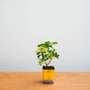 Small potted plant in a yellow pot on a wooden surface with a light gray background