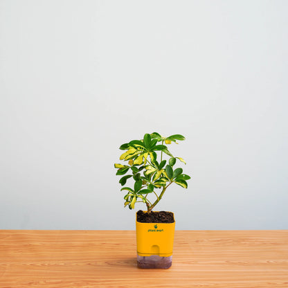 Small potted plant in a yellow pot on a wooden surface with a light gray background