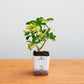Potted plant in a white container on a wooden surface with a light gray background