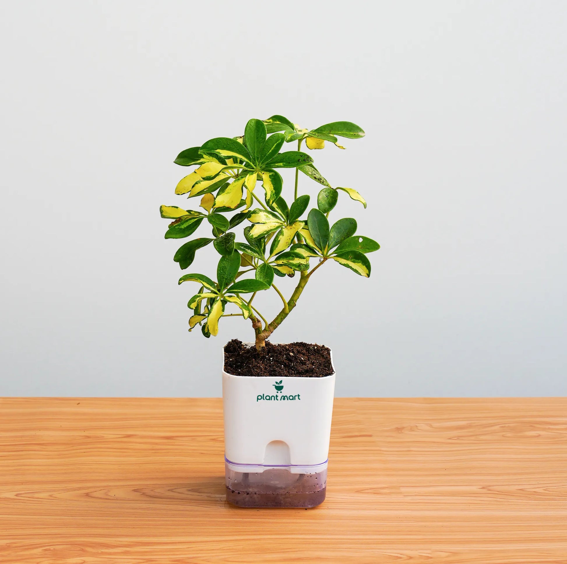 Potted plant in a white container on a wooden surface with a light gray background