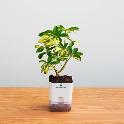 Potted plant in a white container on a wooden surface with a light gray background