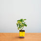 Small potted plant in a yellow pot on a wooden surface with a light gray background