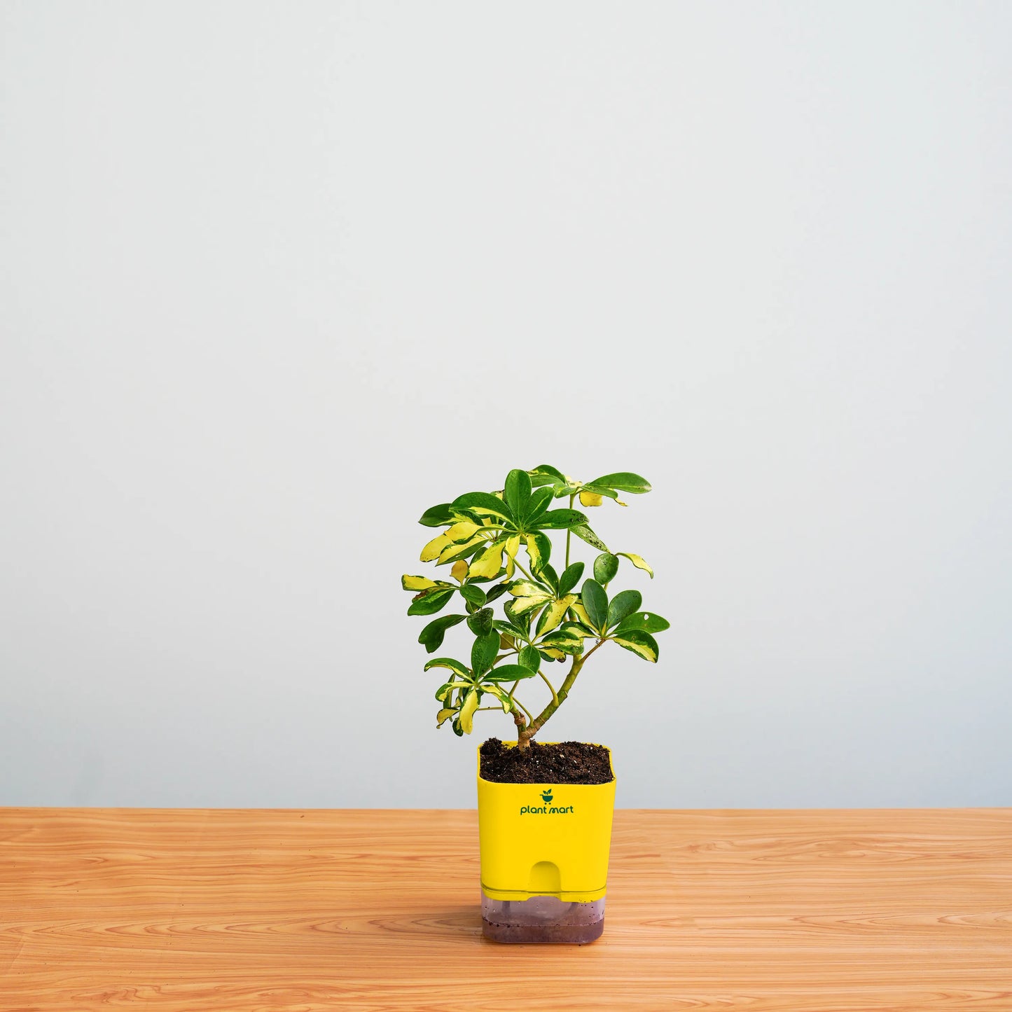 Small potted plant in a yellow pot on a wooden surface with a light gray background