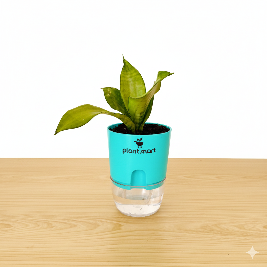 Sansevieria Snake Plant Moonshine Silver