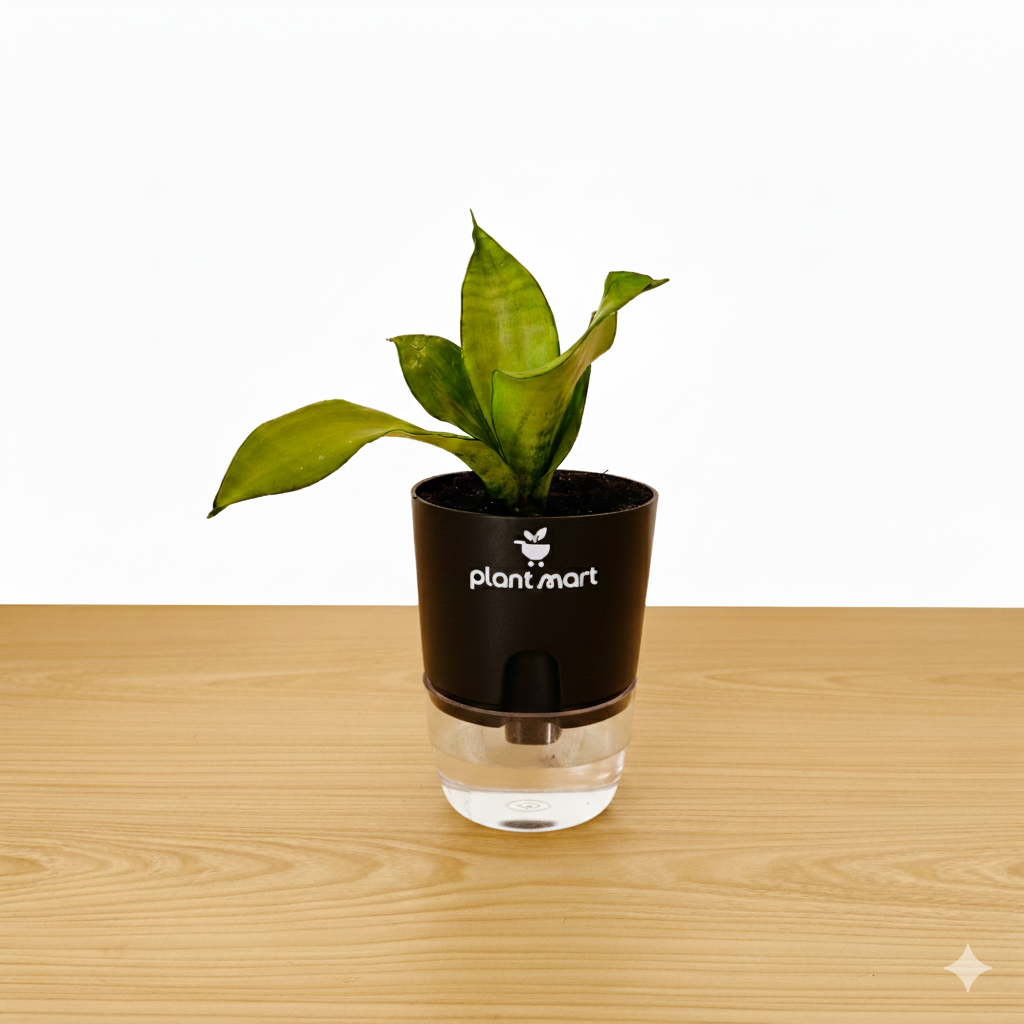 Sansevieria Snake Plant Moonshine Silver