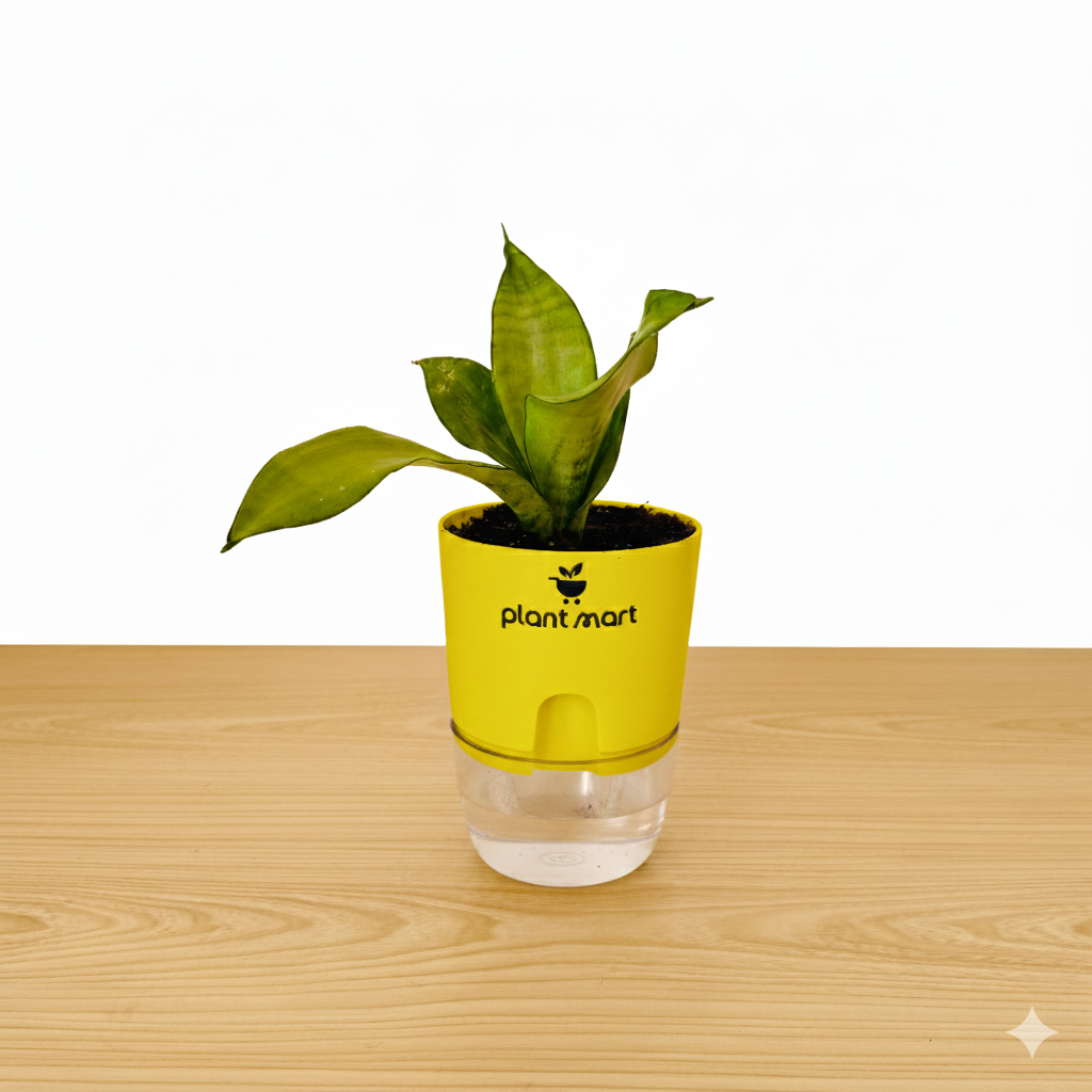 Sansevieria Snake Plant Moonshine Silver