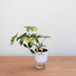 Potted plant with a white container labeled 'plant.mart' on a wooden surface.