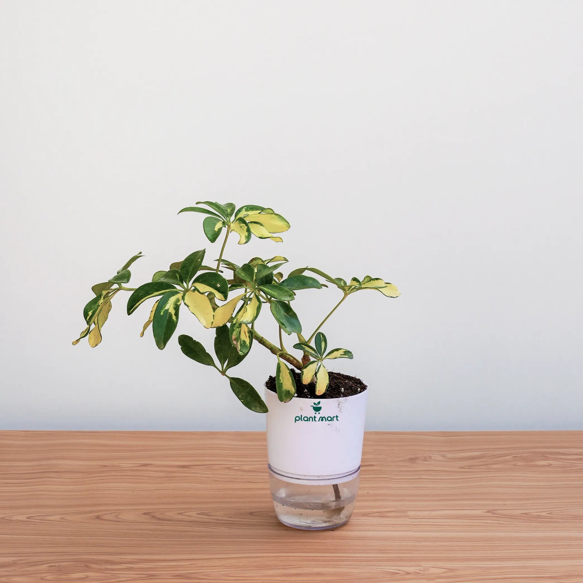 Potted plant with a white container labeled 'plant.mart' on a wooden surface.