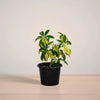 Potted plant with green and yellow leaves on a light background