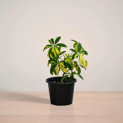 Potted plant with green and yellow leaves on a light background