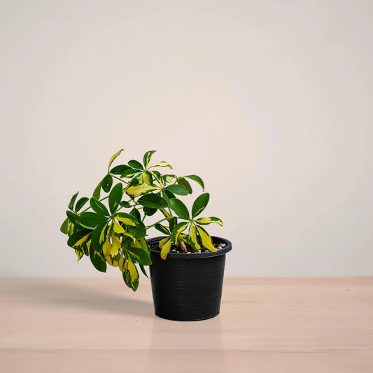 Potted plant on a wooden surface with a plain background