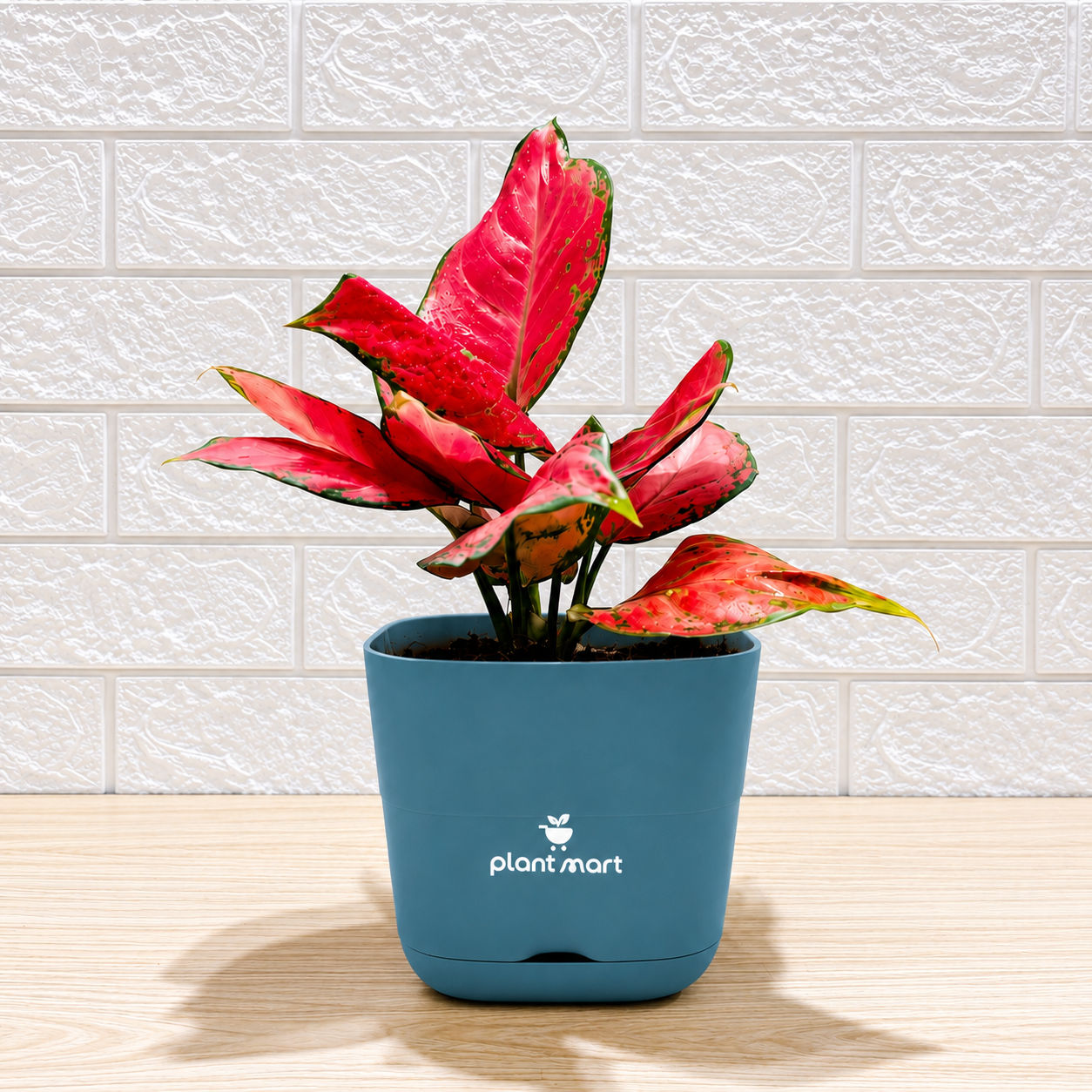 Red Aglaonema indoor plant in Smart Self-Watering Pot by PlantMart.pk