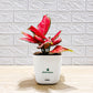 Red Aglaonema indoor plant in Smart Self-Watering Pot by PlantMart.pk