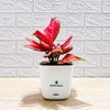 Red Aglaonema indoor plant in Smart Self-Watering Pot by PlantMart.pk