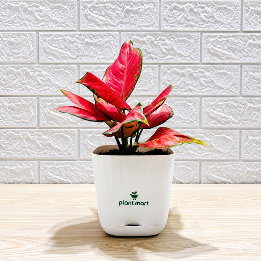 Red Aglaonema indoor plant in Smart Self-Watering Pot by PlantMart.pk