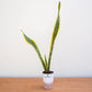 Potted snake plant on a wooden surface with a white background