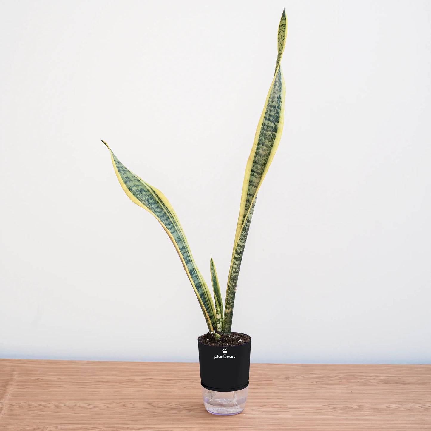 Potted snake plant on a wooden surface with a white background