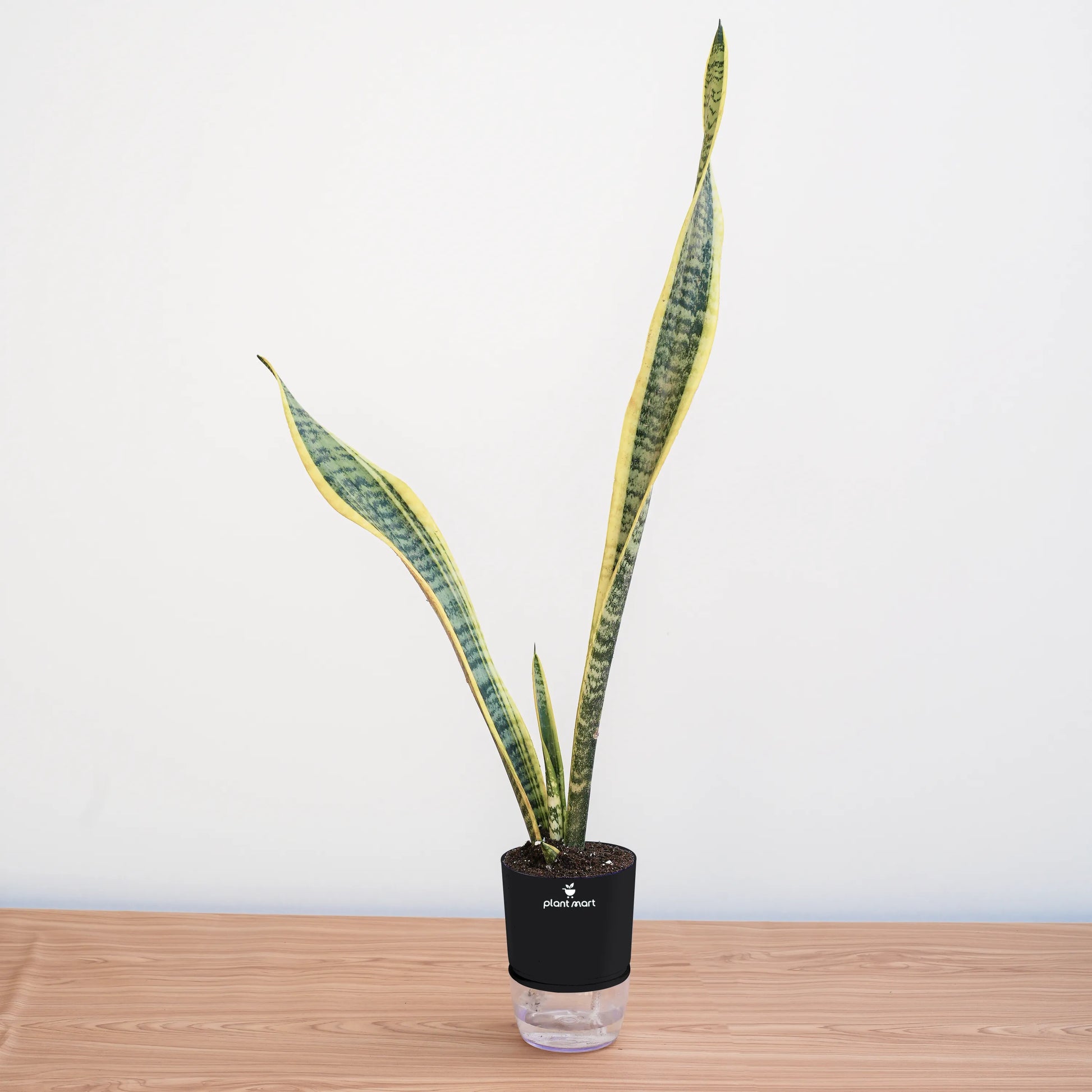Potted snake plant on a wooden surface with a white background
