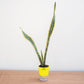 Potted snake plant on a wooden surface with a white background
