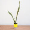 Potted snake plant on a wooden surface with a white background
