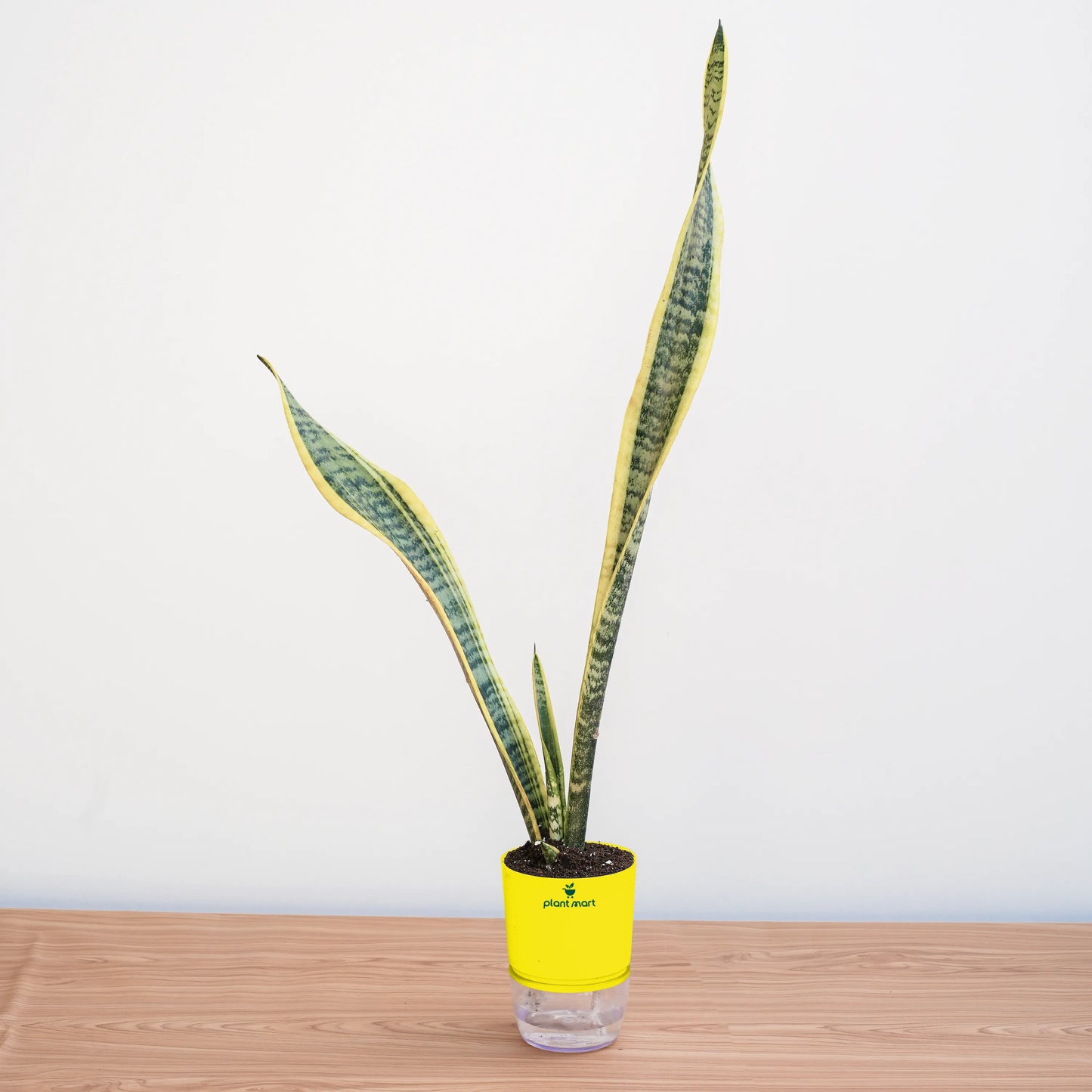 Potted snake plant on a wooden surface with a white background