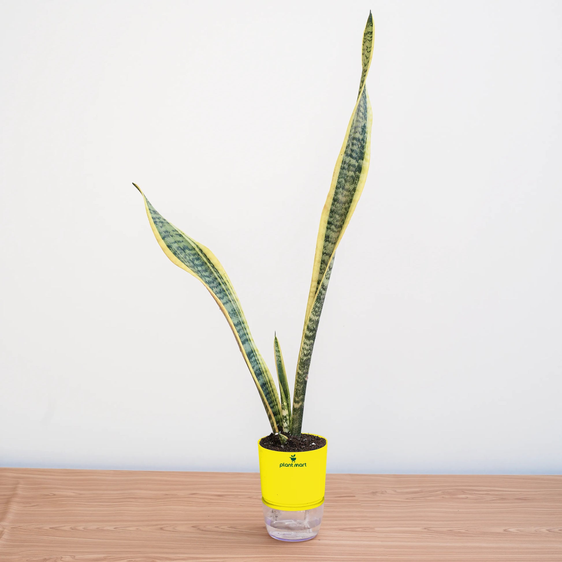 Potted snake plant on a wooden surface with a white background