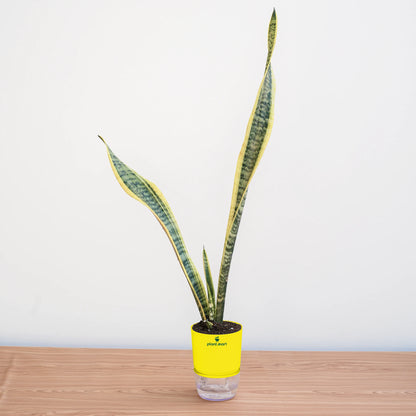 Potted snake plant on a wooden surface with a white background