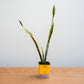 Potted snake plant on a wooden surface with a plain background
