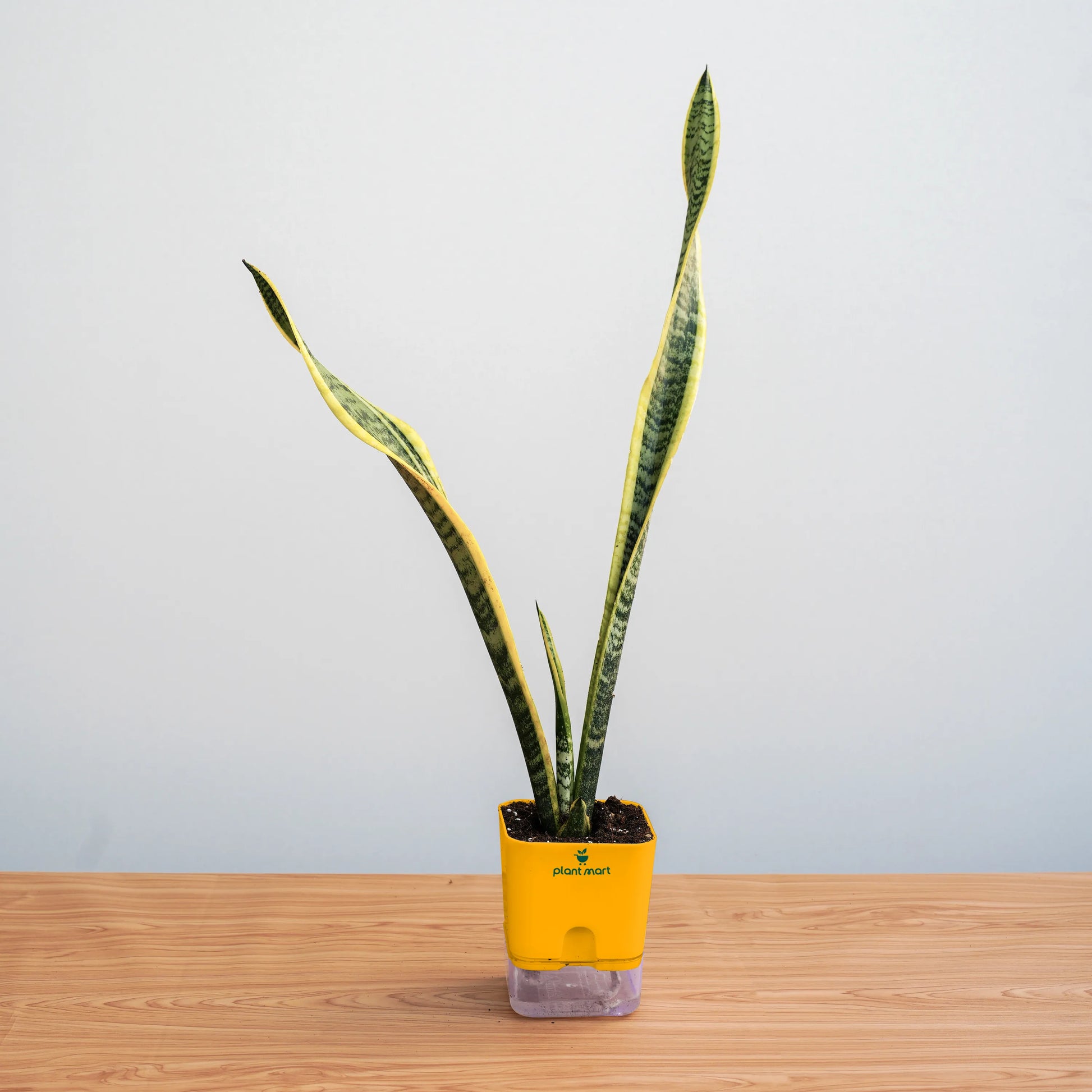 Potted snake plant on a wooden surface with a plain background
