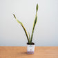 Potted snake plant on a wooden surface with a plain background
