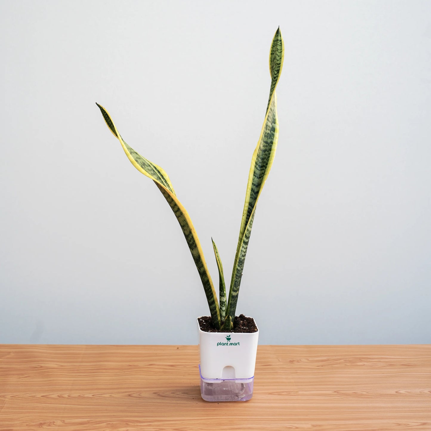 Potted snake plant on a wooden surface with a plain background