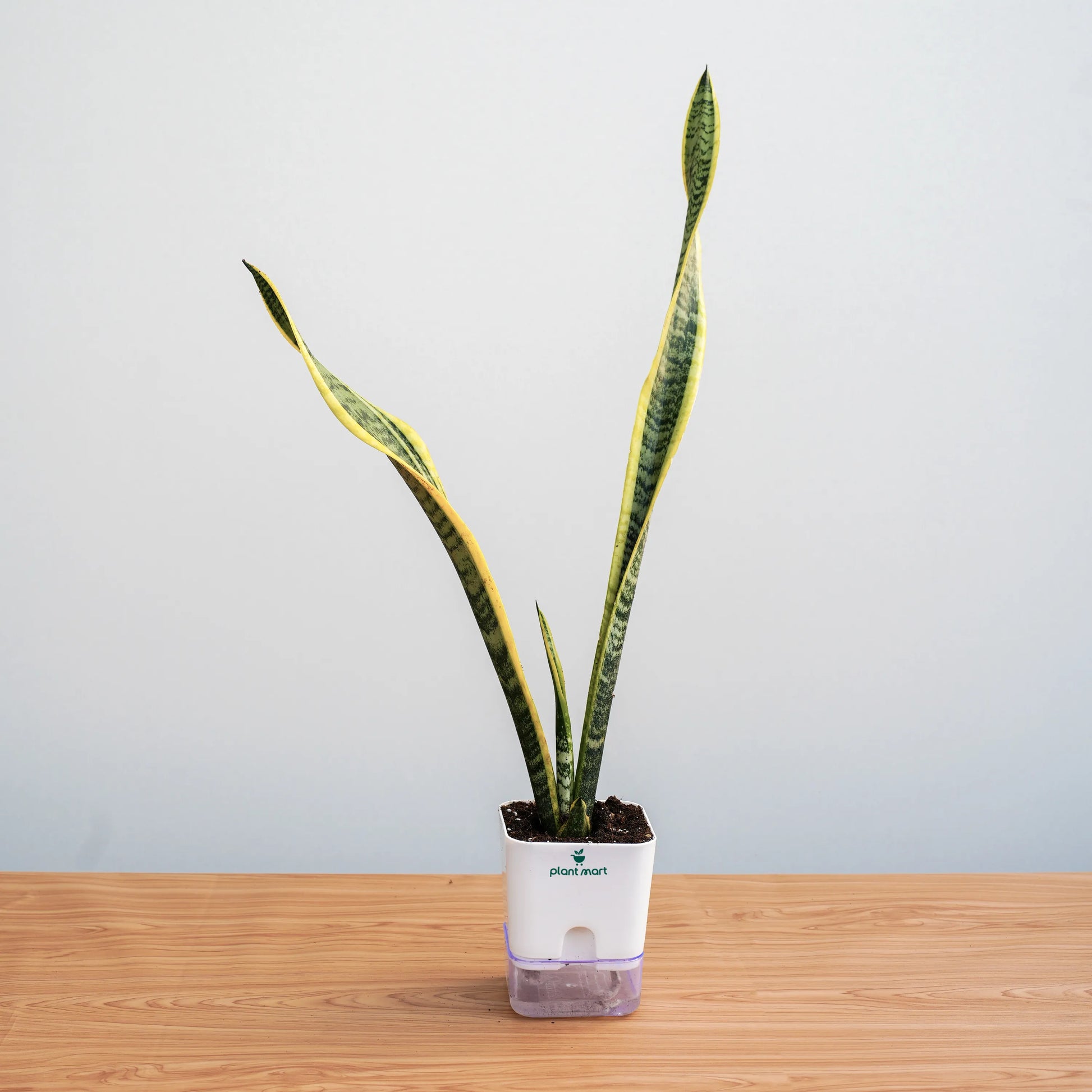 Potted snake plant on a wooden surface with a plain background