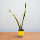 Potted snake plant in a yellow container on a wooden surface with a light gray background
