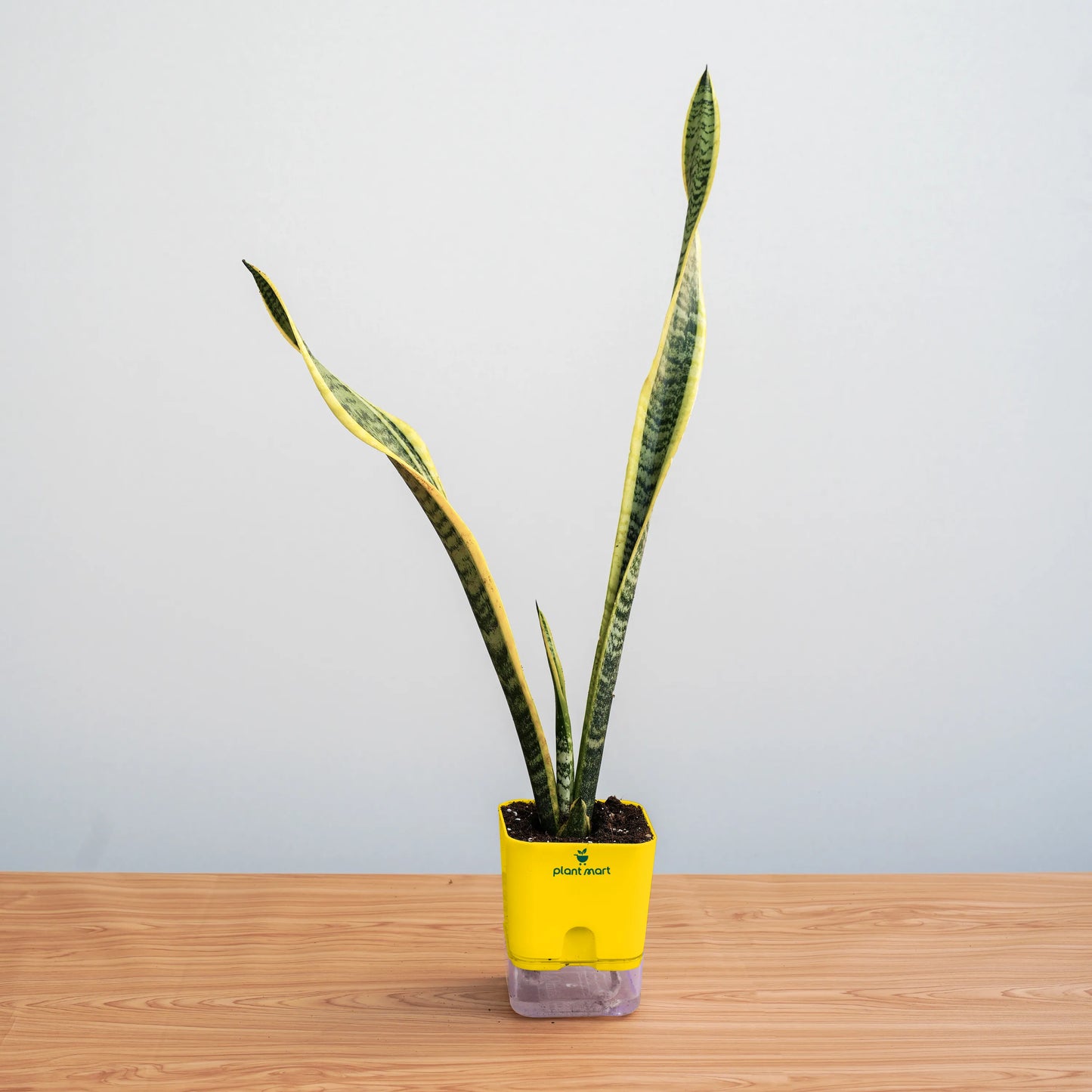 Potted snake plant in a yellow container on a wooden surface with a light gray background