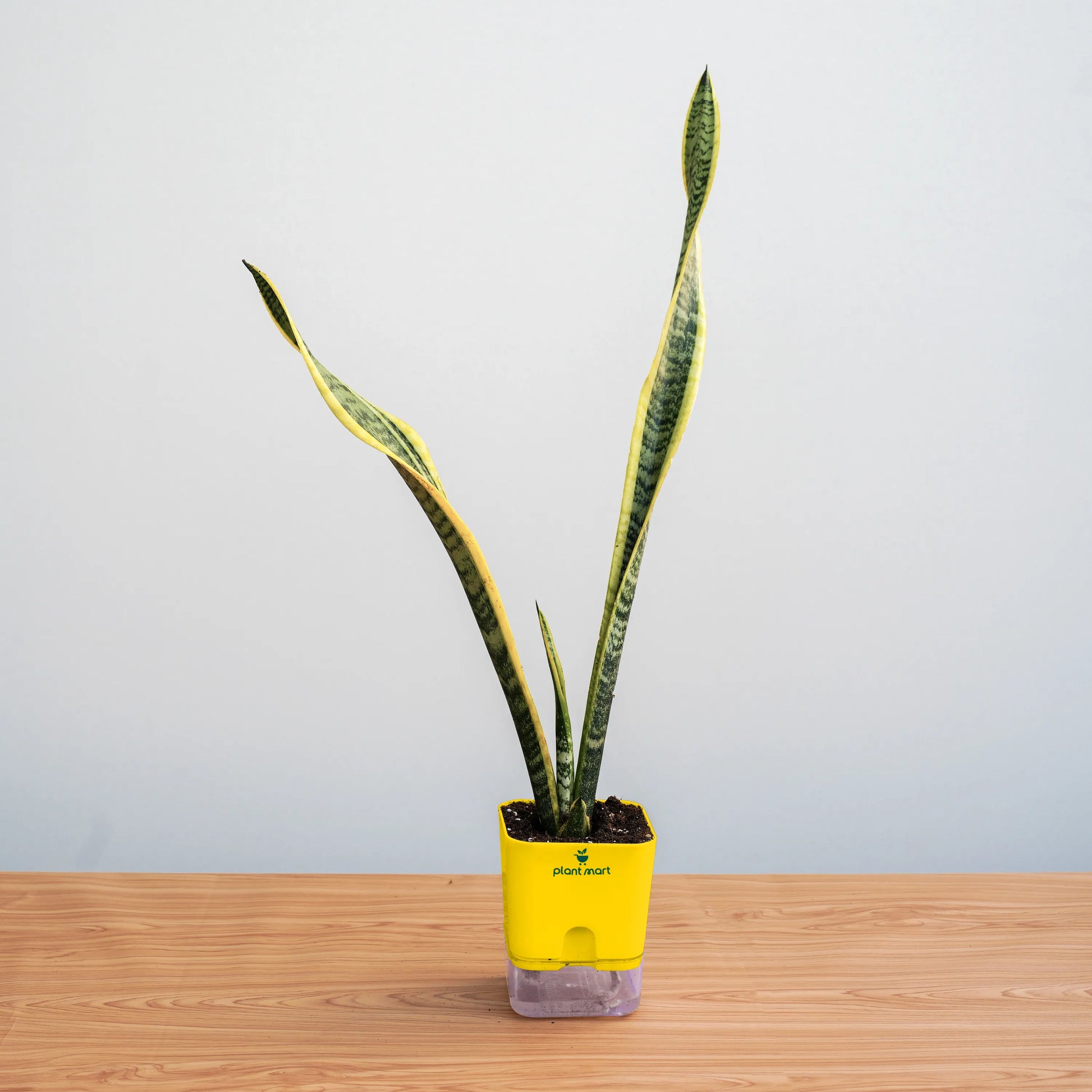 Potted snake plant in a yellow container on a wooden surface with a light gray background