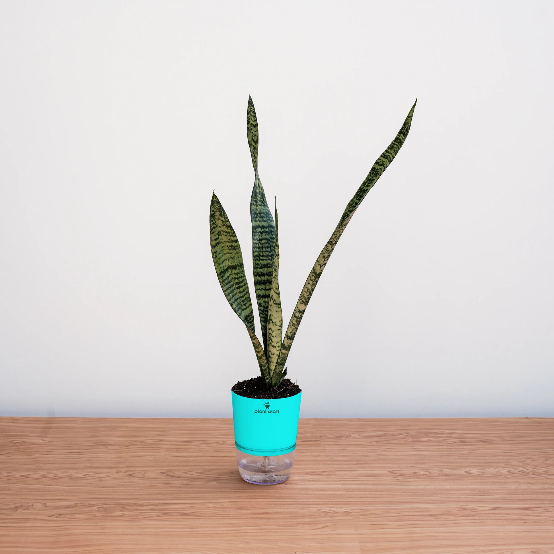 Potted snake plant on a wooden surface with a white background