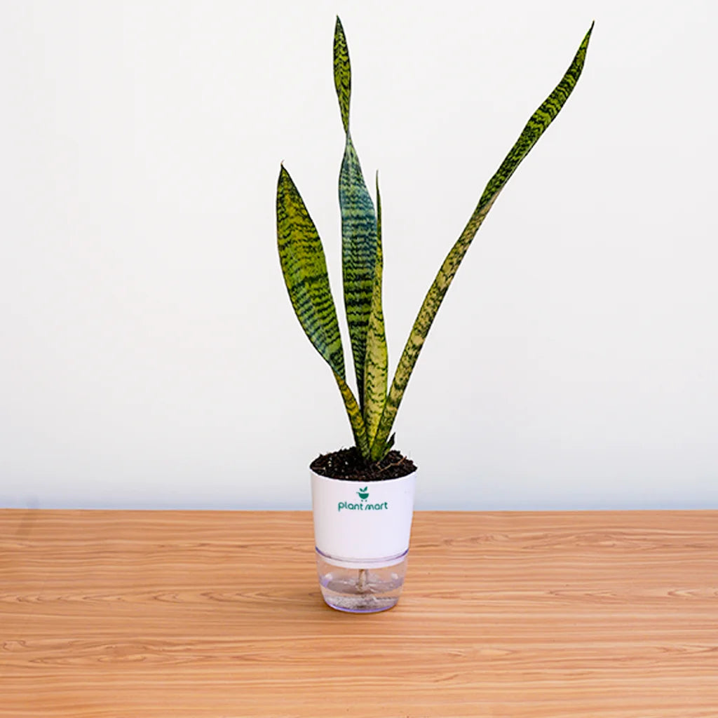 Potted snake plant on a wooden surface with a white background